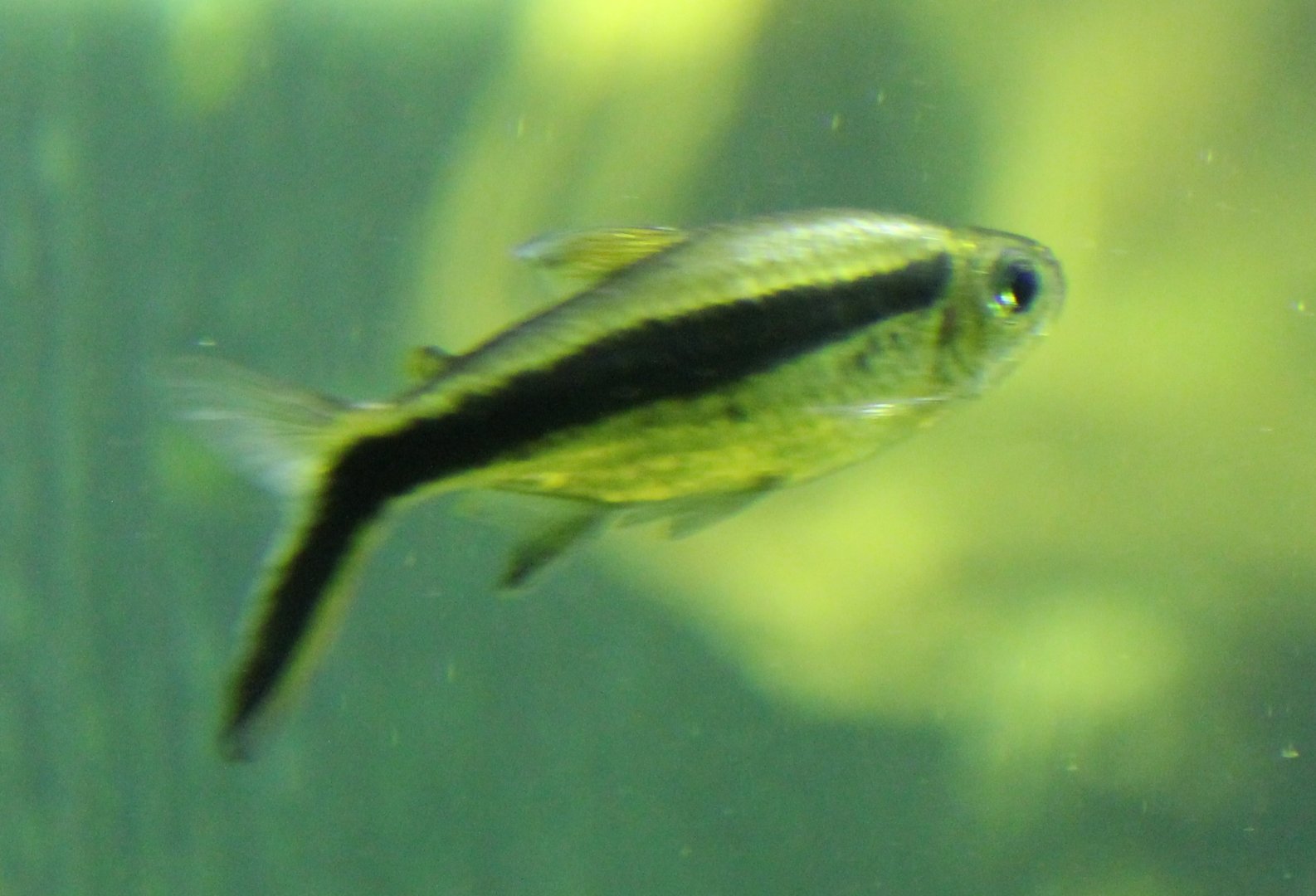 Penguin tetra - Thayeria boehlkei