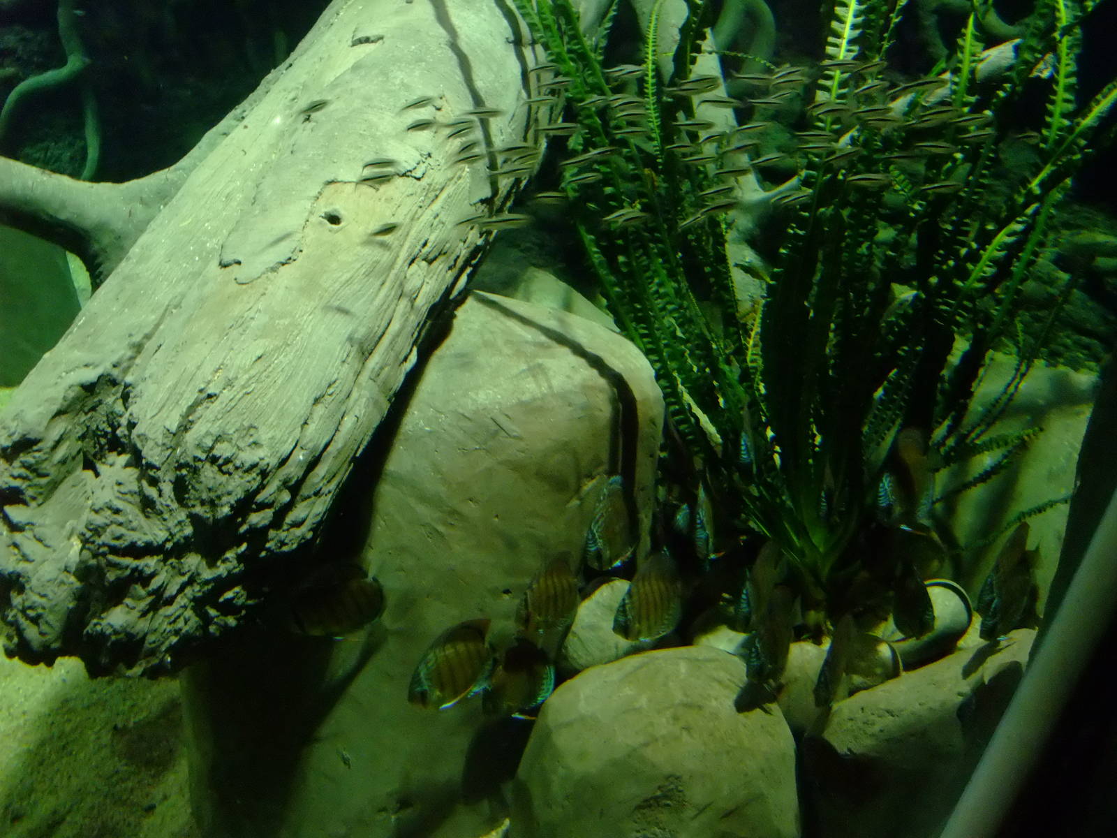 Penguin Tetras and Turquoise Discus at Chester, 04/02/12