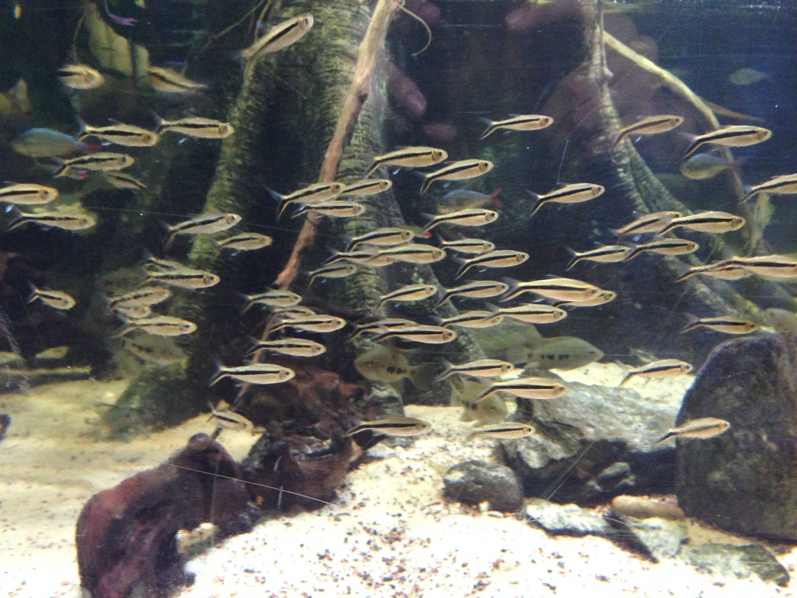 Penguin Tetras at Blue Planet Aquarium - 05/10/2013