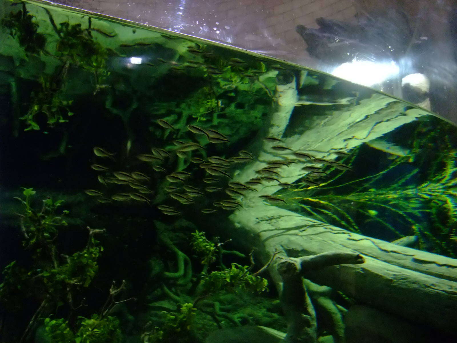 Penguin Tetras at Chester, 04/02/12