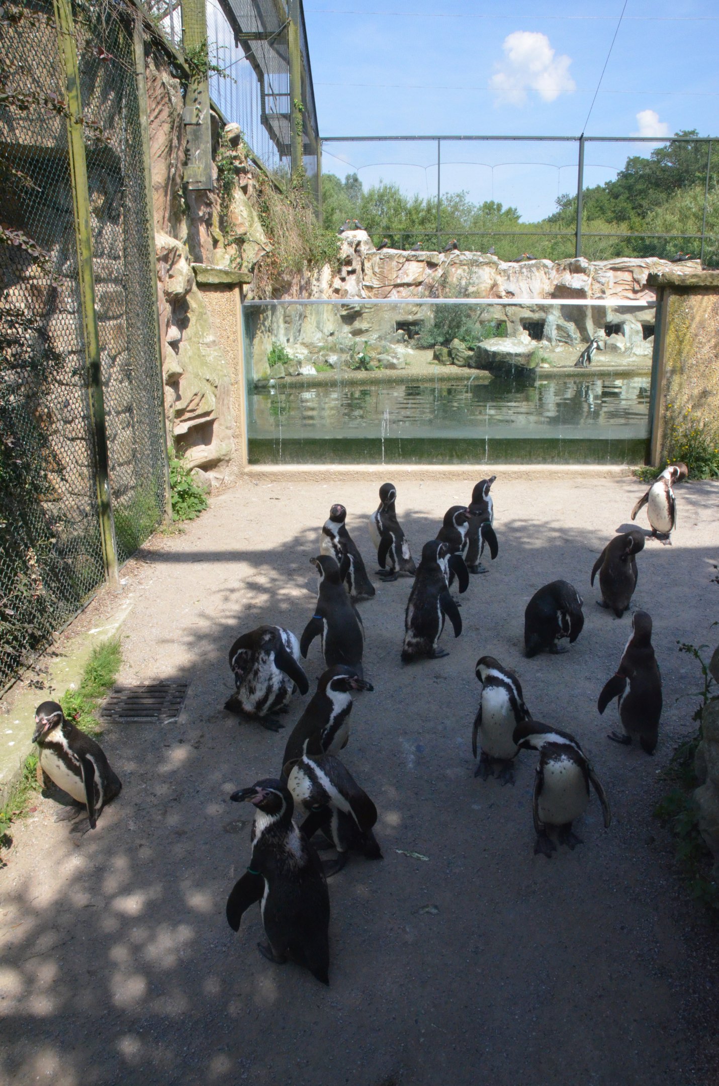 Penguin Traffic Jam at Rheine, 18/06/19
