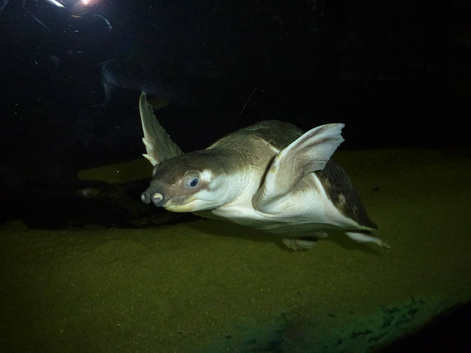 'Penguin turtle', November 2013.