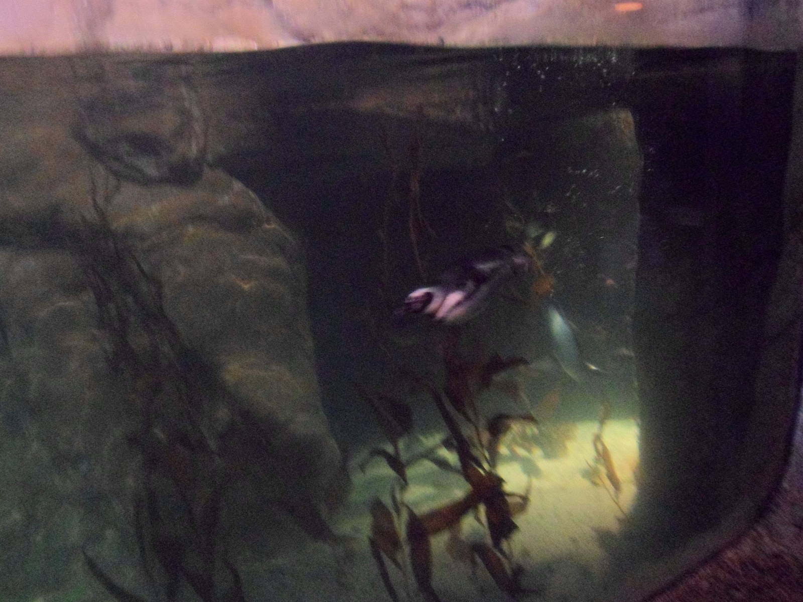 Penguin Underwater Kelp Forest Viewing