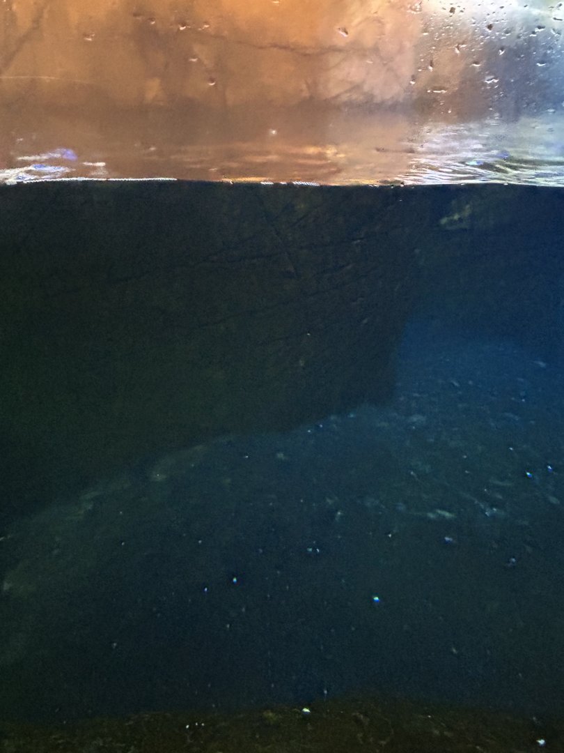 Penguin underwater view