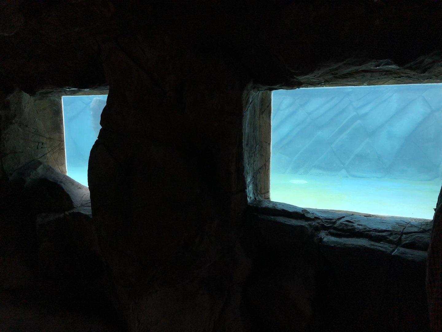 Penguin Underwater Viewing Area at Peak Wildlife Park (August 2023)