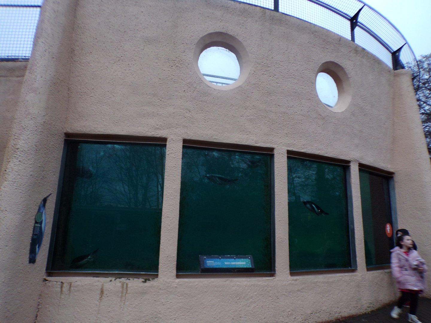 Penguin underwater viewing area