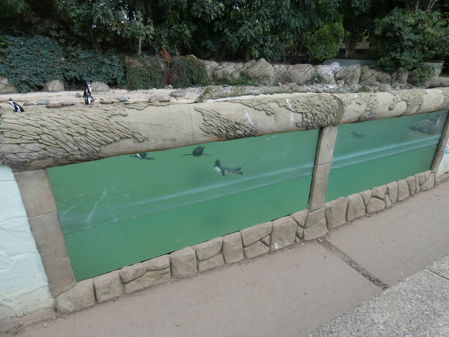 Penguin underwater viewing area