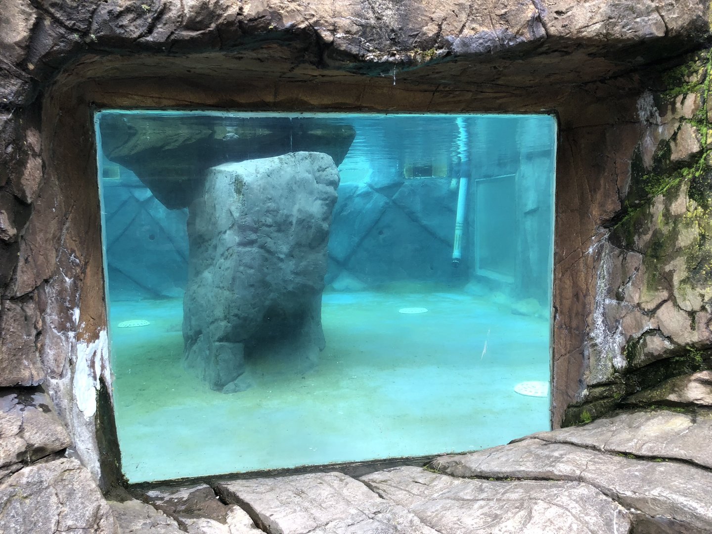 Penguin Underwater Viewing at Peak Wildlife Park (August 2023)
