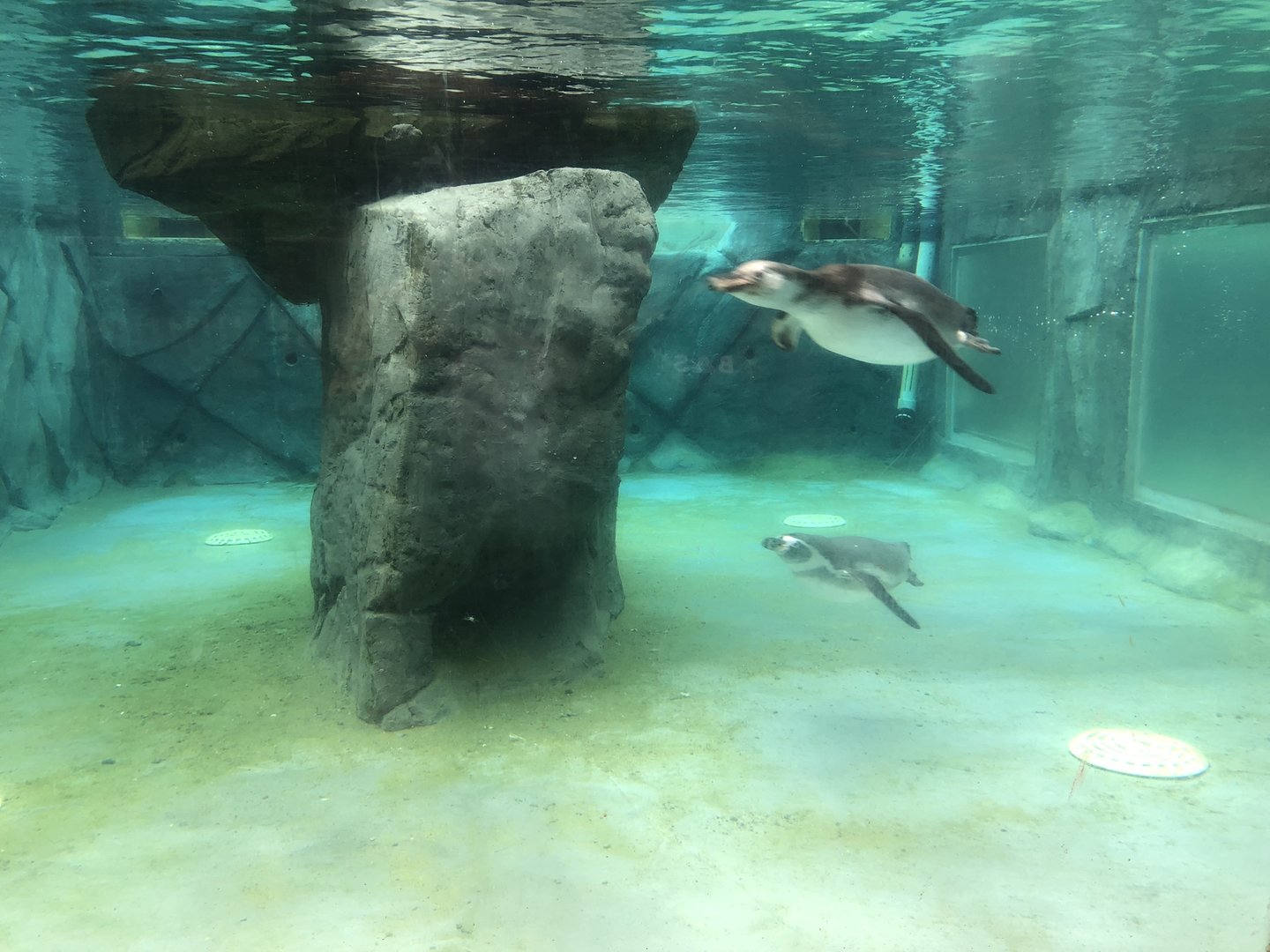 Penguin Underwater Viewing at Peak Wildlife Park (August 2023)