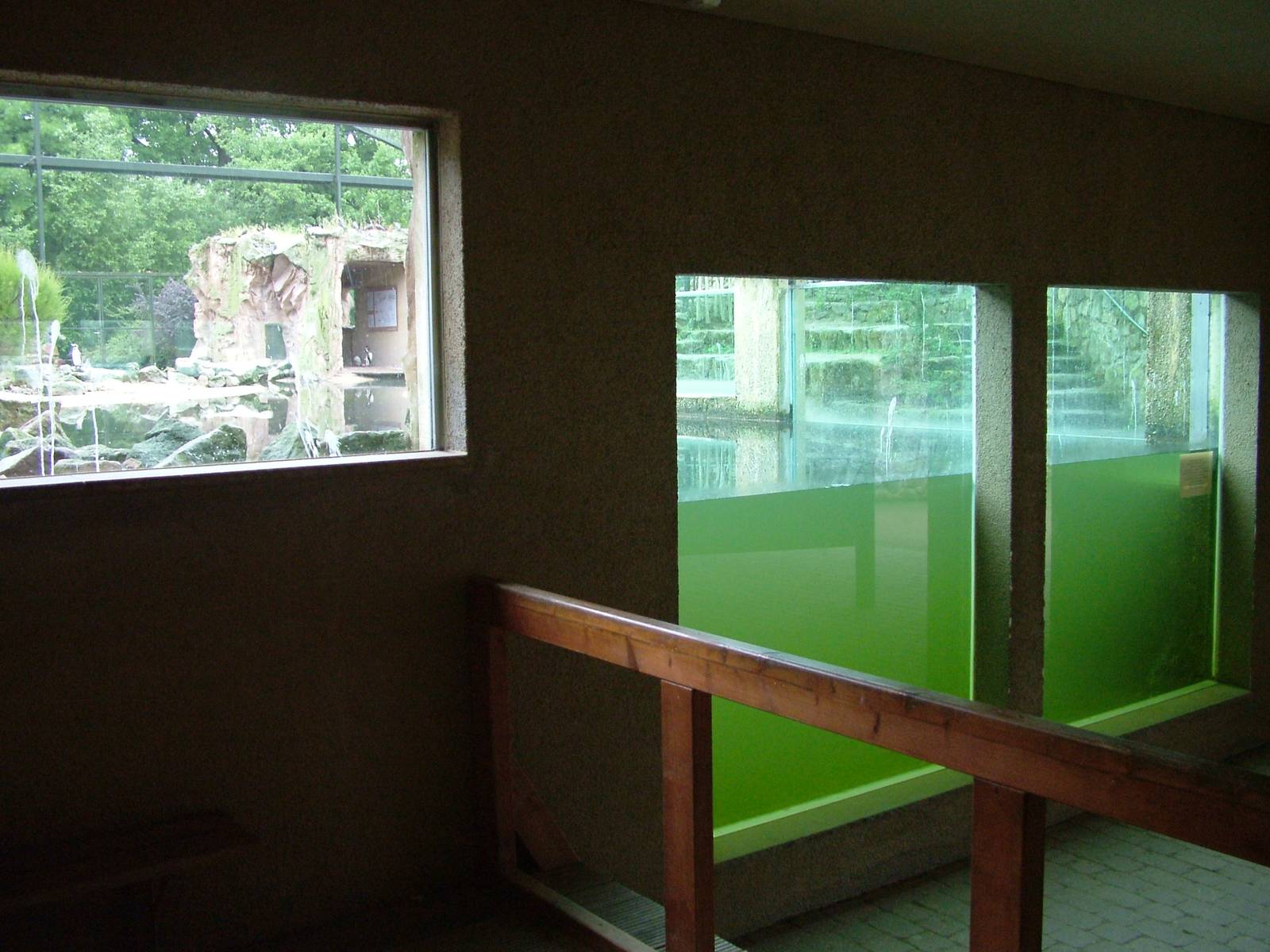 Penguin Underwater Viewing at Rheine, 03/06/12