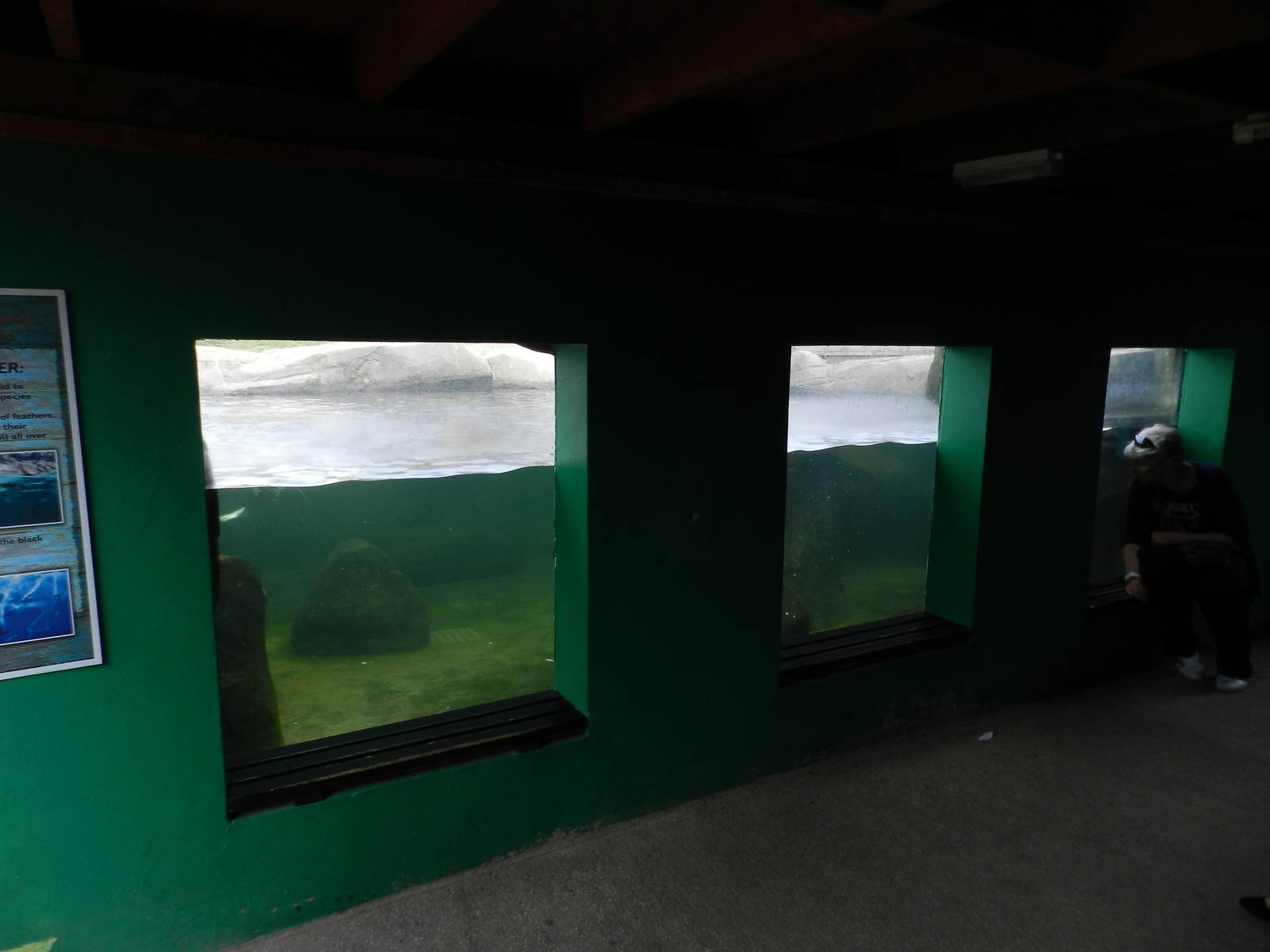 Penguin Underwater Viewing at SEA LIFE Scarborough - 26/08/2012