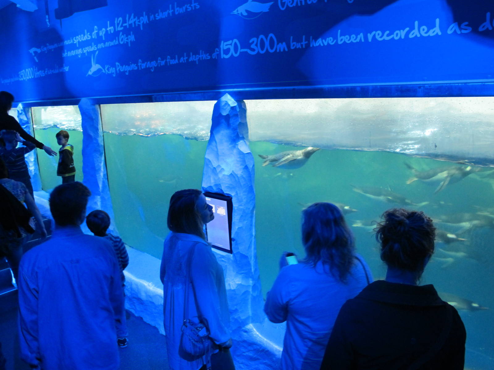 Penguin Underwater Viewing - Kelly Tarlton's 2012