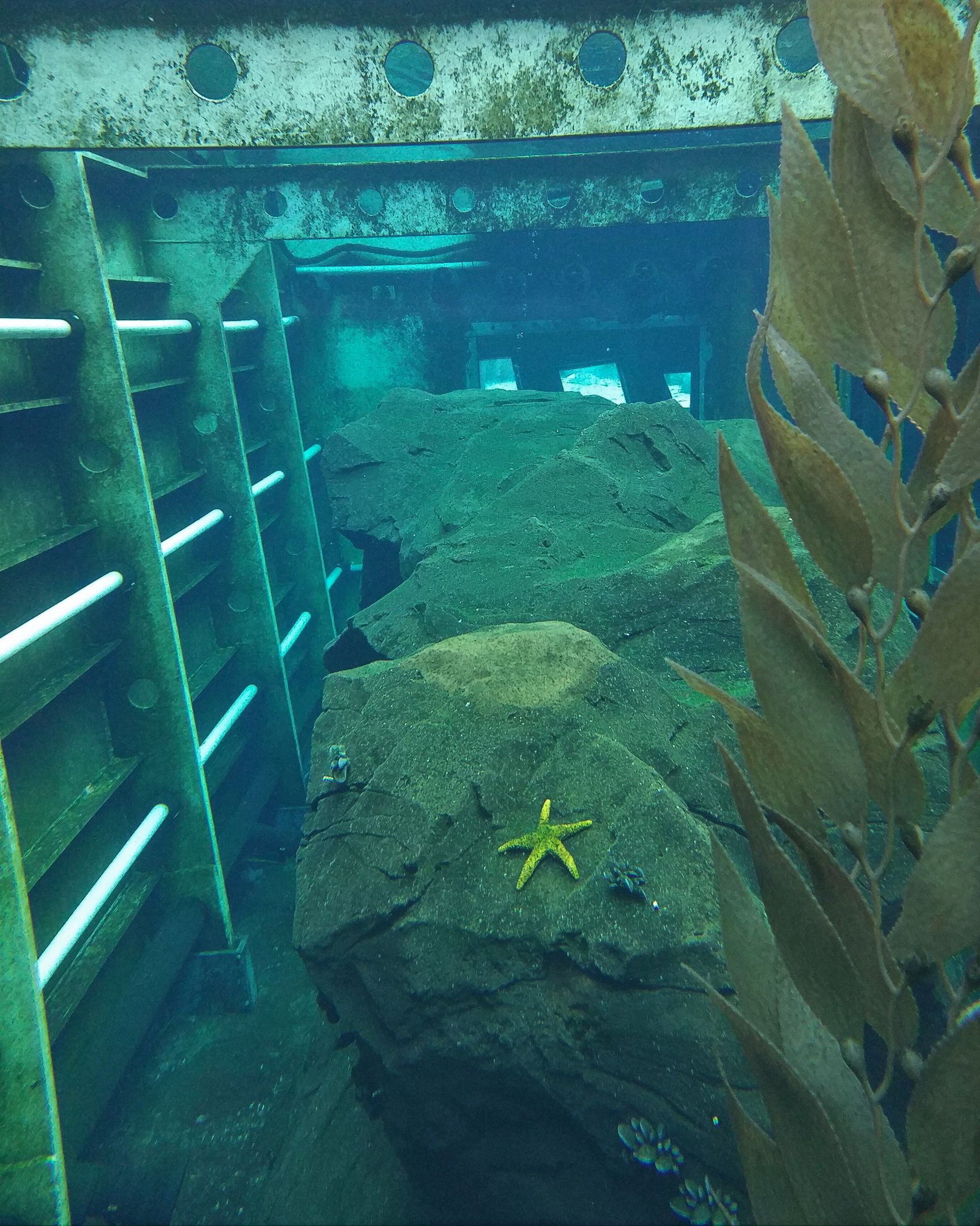 Penguin Underwater Viewing - North America