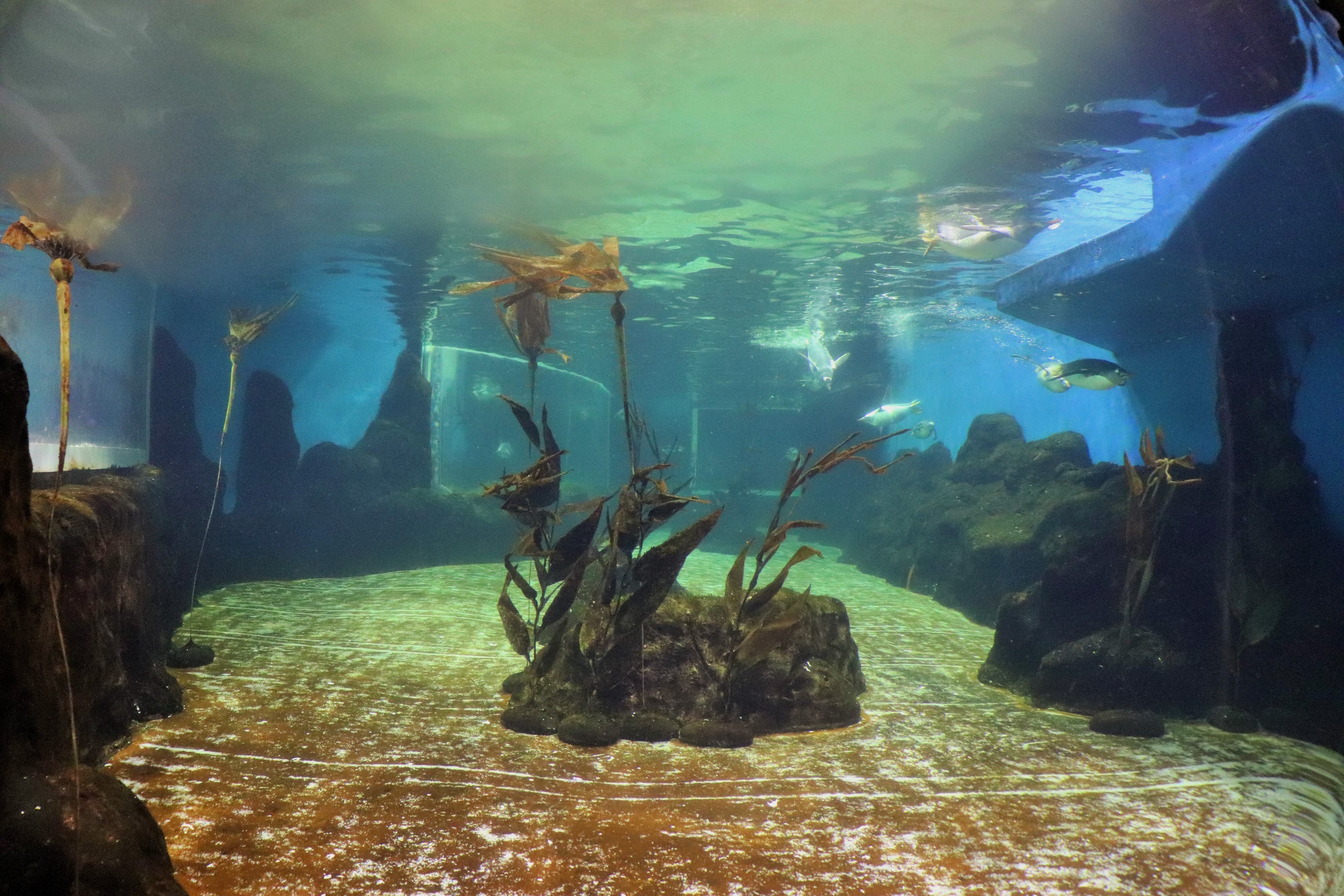 Penguin Underwater Viewing