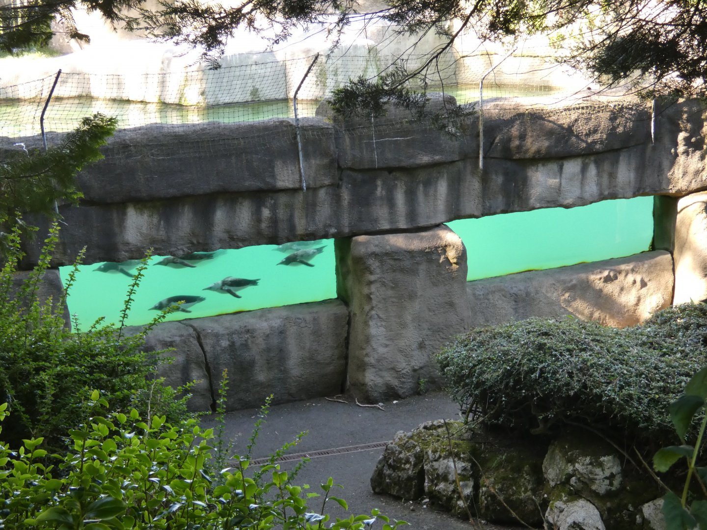 Penguin underwater viewing