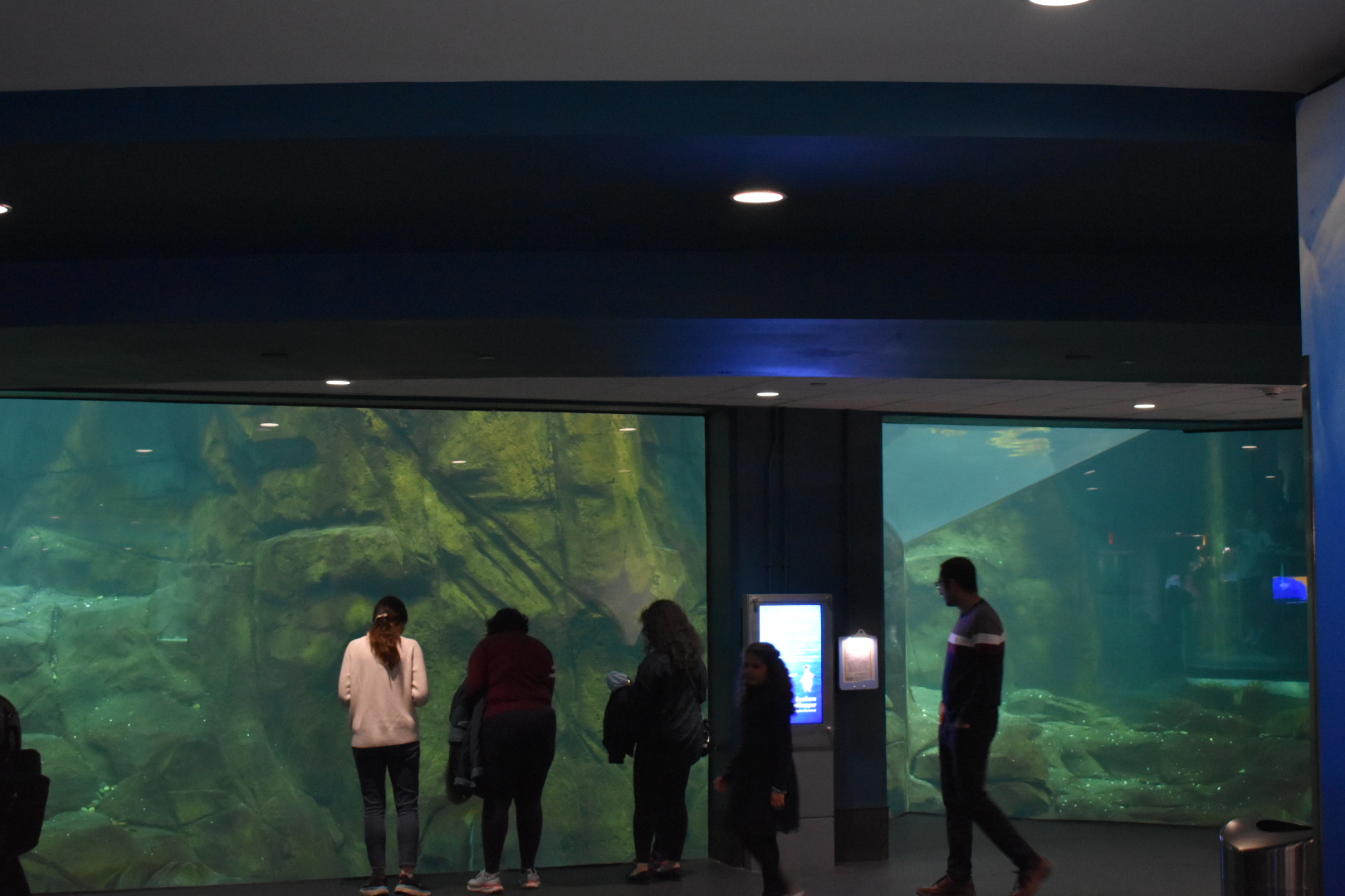 Penguin Underwater Viewing