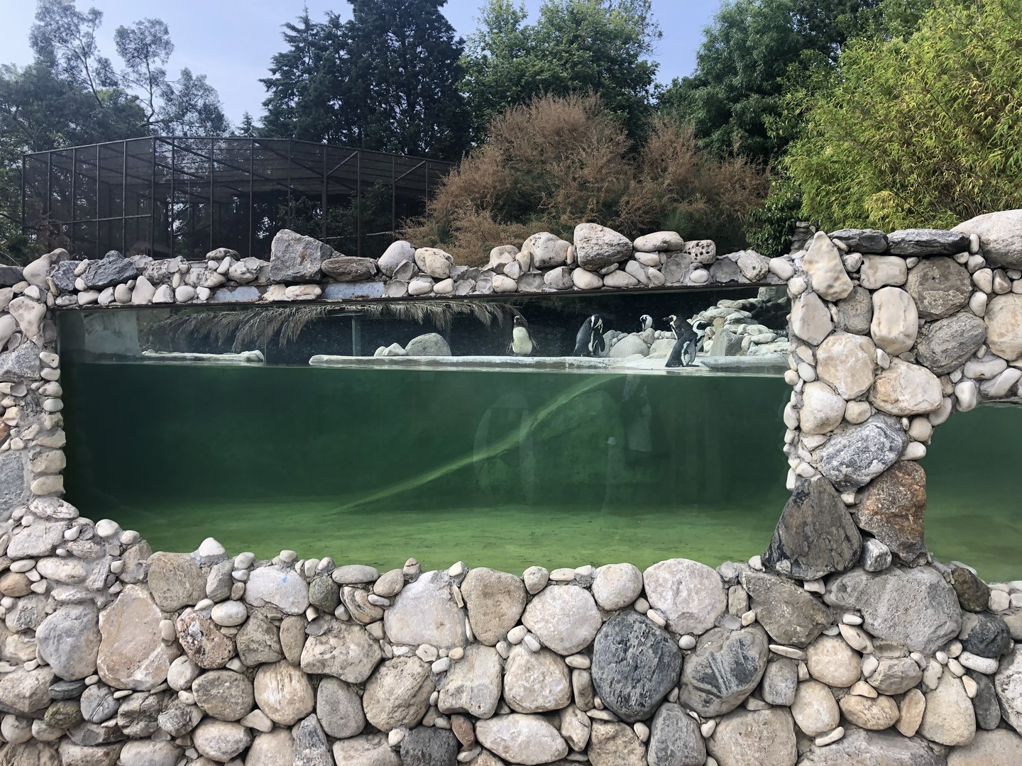 Penguin underwater viewing