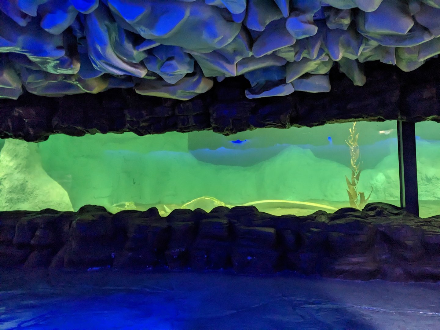 Penguin Underwater Viewing