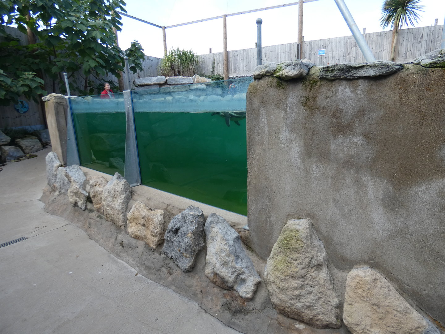 Penguin underwater viewing