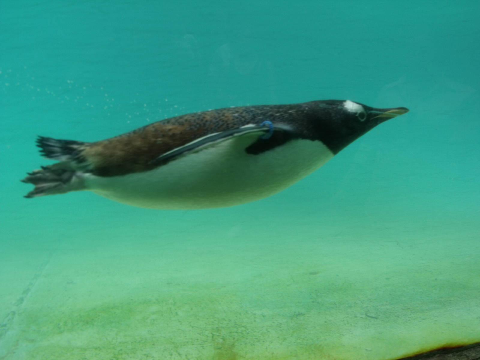 Penguin underwater