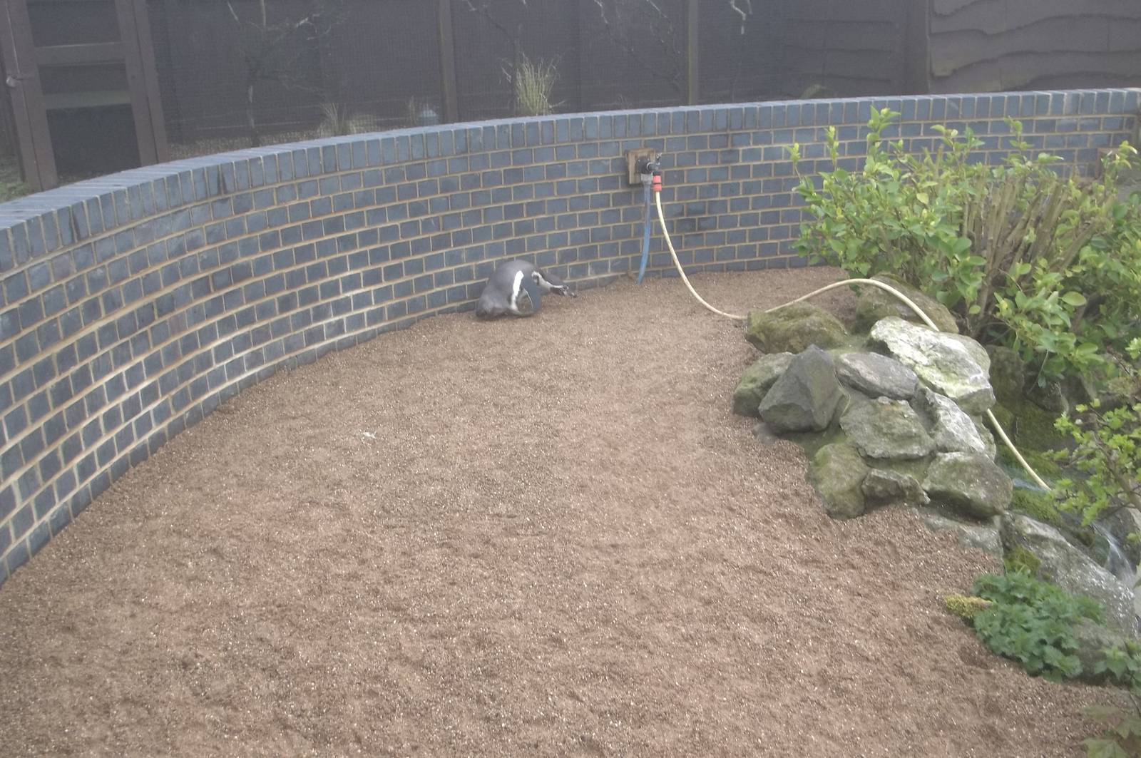 Penguin using new beach area, 12th April 2016