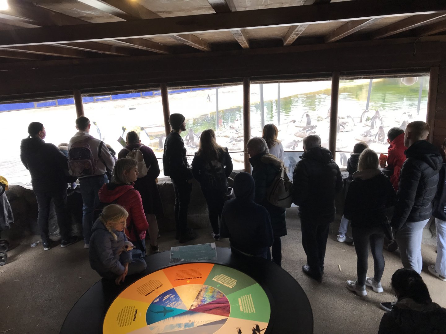 Penguin viewing area