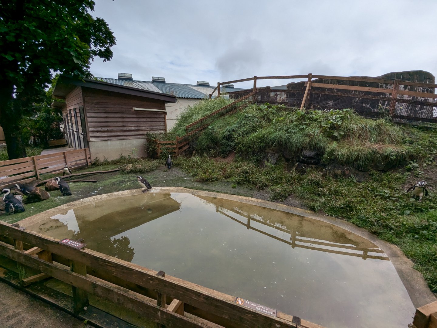 Penguin Village - African Penguin Enclosure
