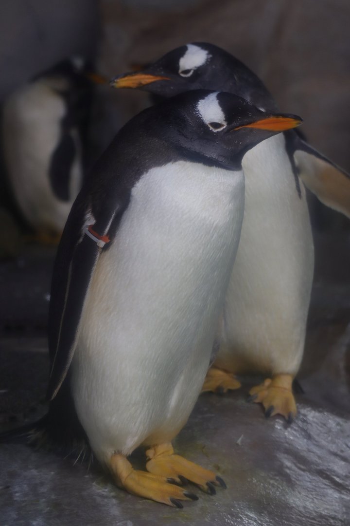 Penguin Village - Antarctic Gentoo Penguin