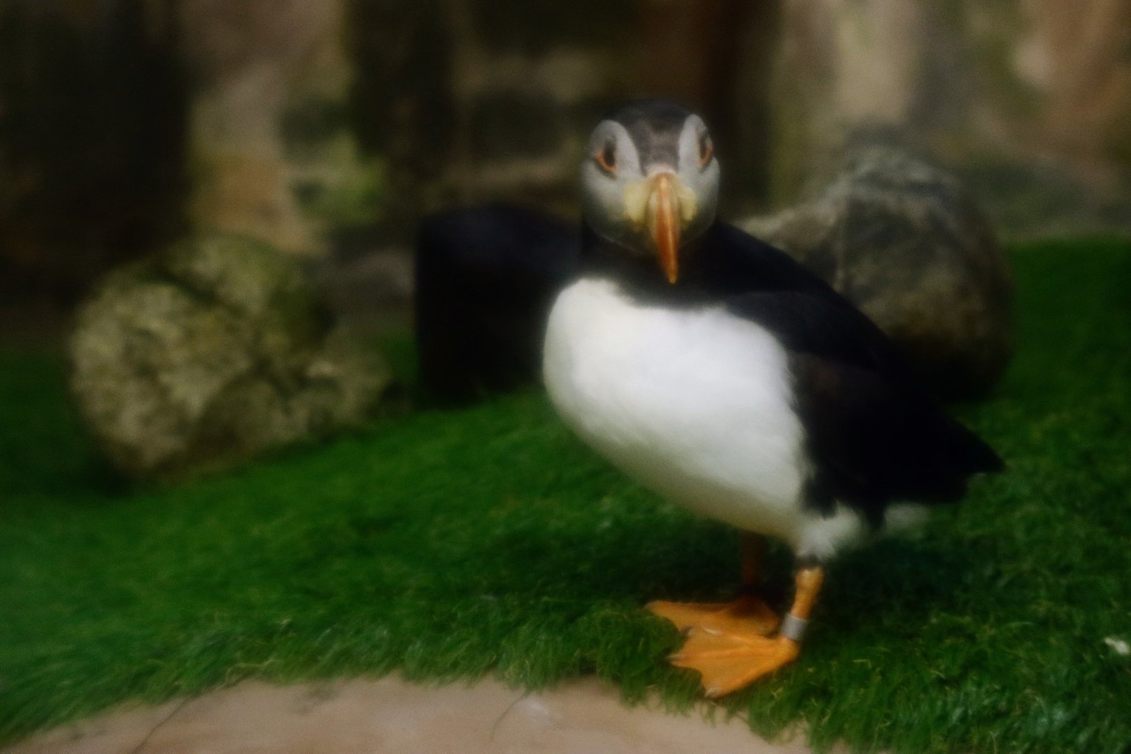 Penguin Village - Atlantic puffins