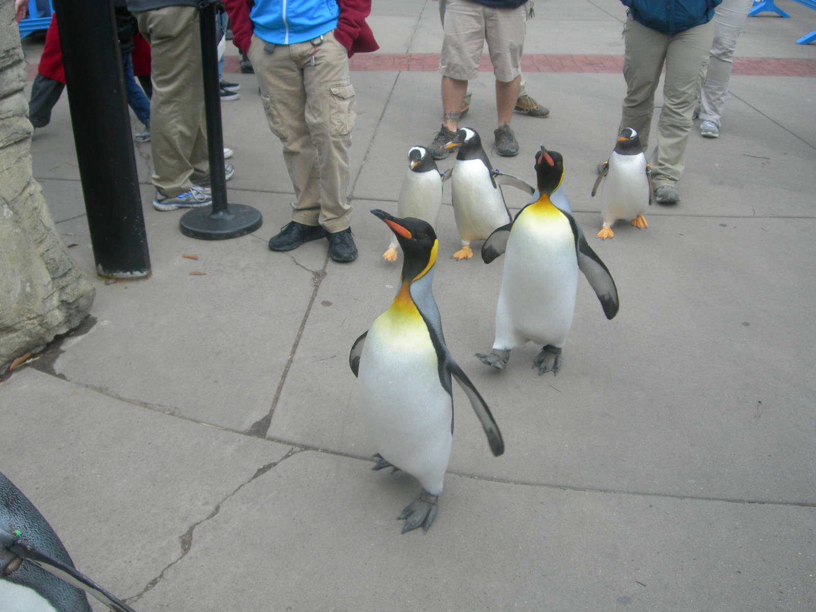 Penguin Walk at the zoo