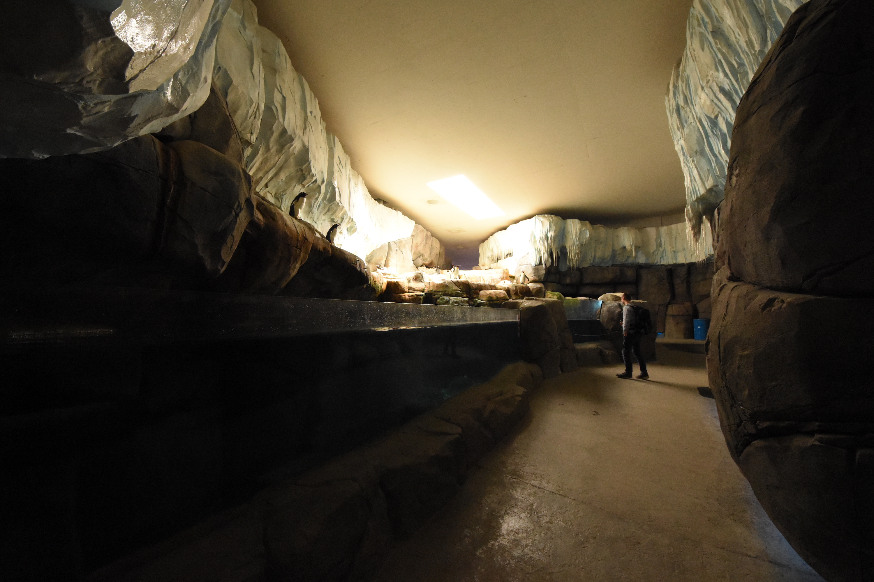 Penguin walk-in fridge