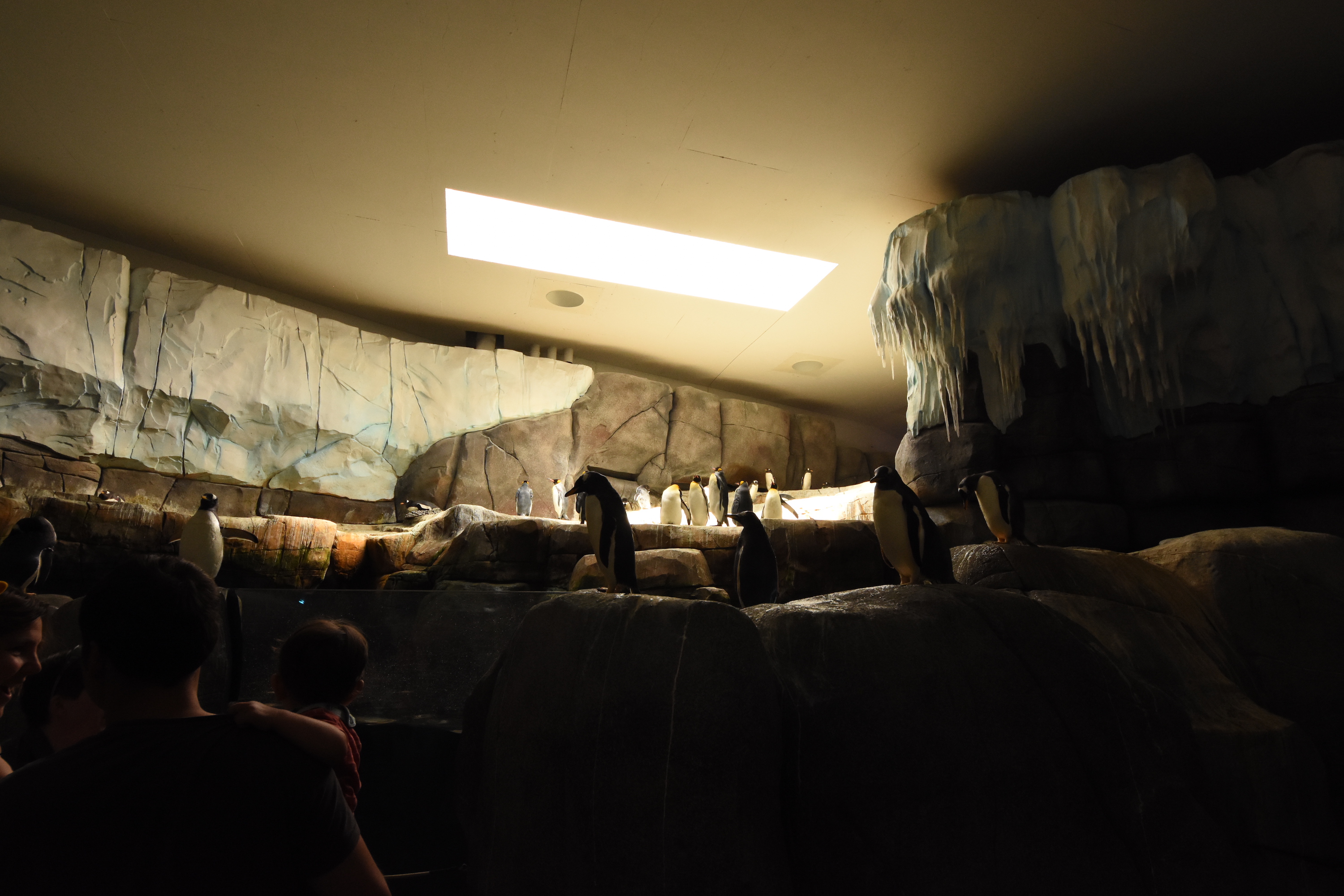 Penguin walk-in fridge