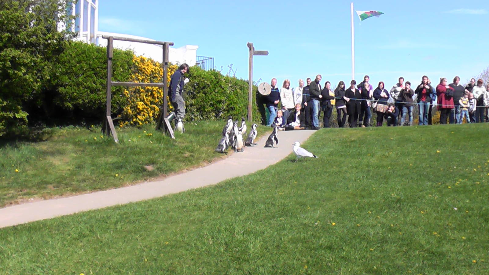 Penguin Walk - Welsh Mountain Zoo