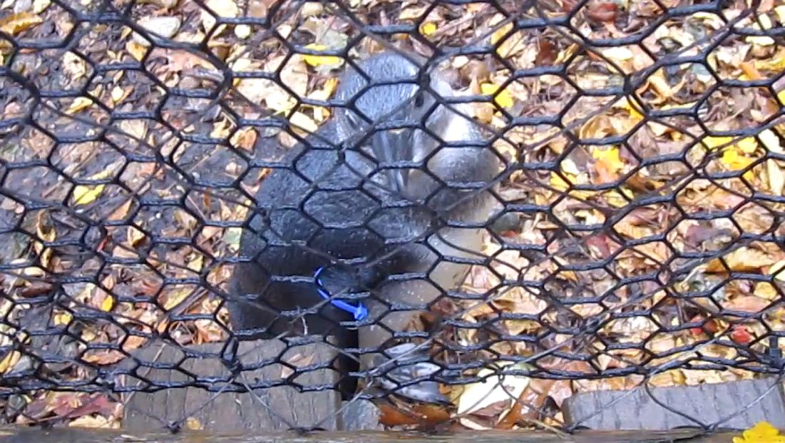 Penguin Walkabout-African Penguin Chick