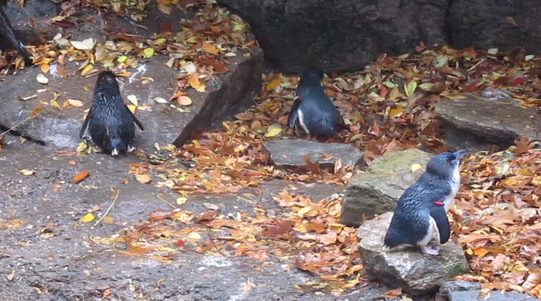 Penguin Walkabout-Little Penguins