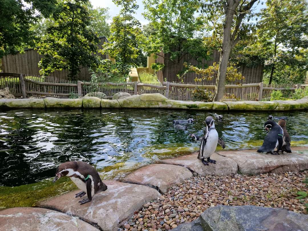 Penguin Walkthrough exhibit