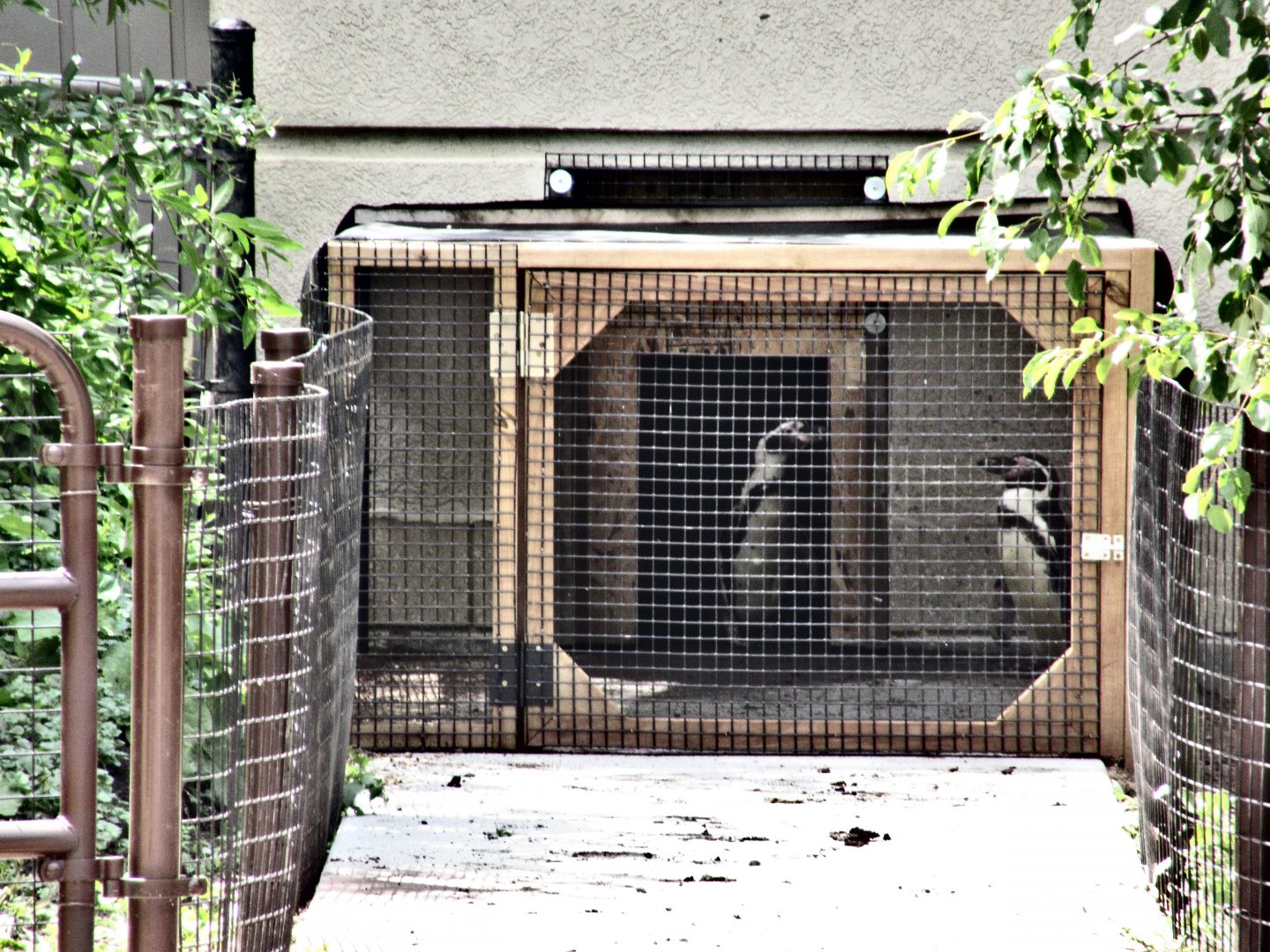 Penguin "Welcome Window"