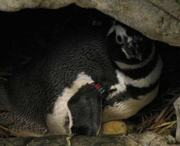 penguin with egg at Lisbon Oceanario (aquarium)