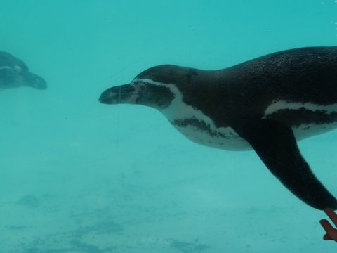 penguin