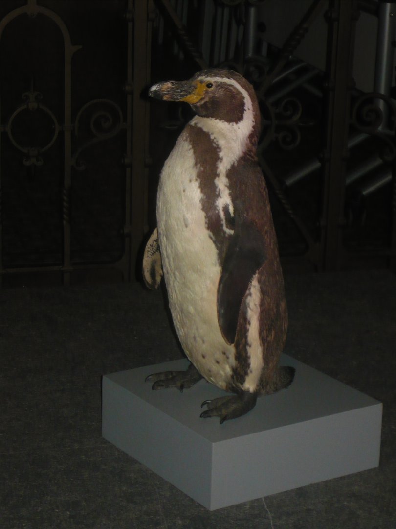 Penguin