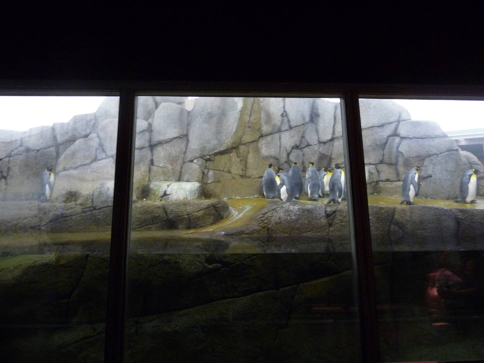 Penguinarium - Detroit Zoo