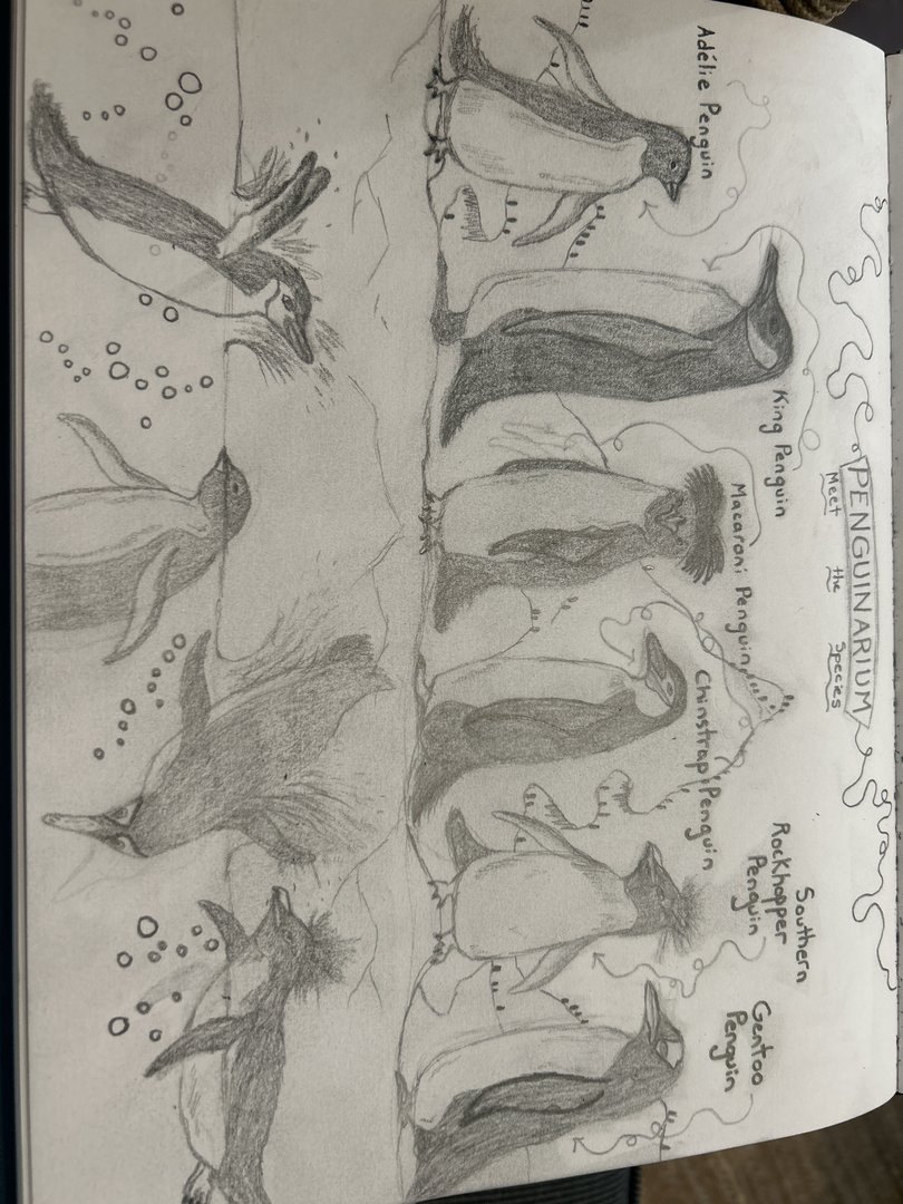 Penguinarium — Meet the Species Sketch