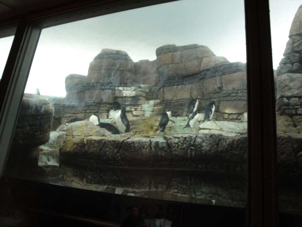 Penguinarium