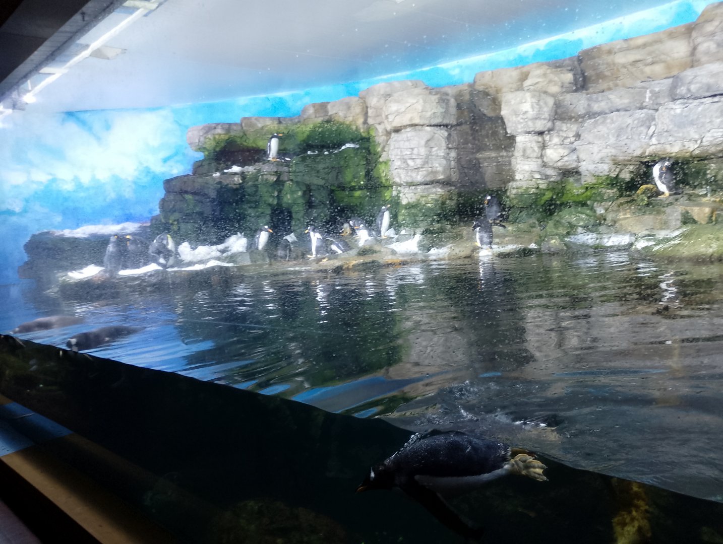 Penguinarium