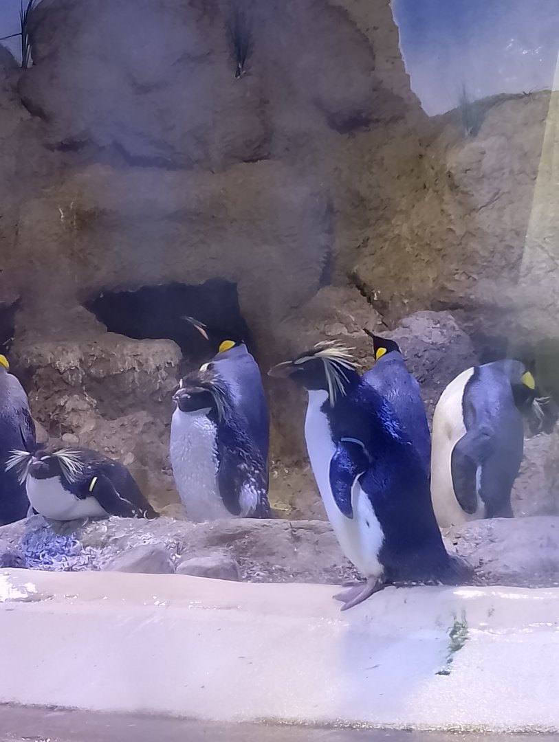 Penguinarium