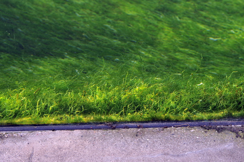 Penguinpool at Bremerhaven zoo