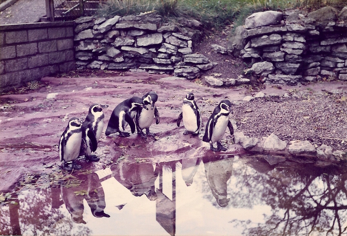 PENGUINS 1980'S