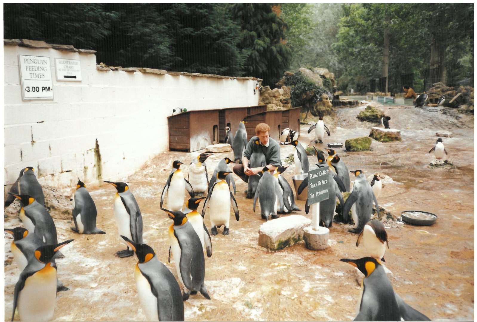 Penguins 1990's - scanned picture