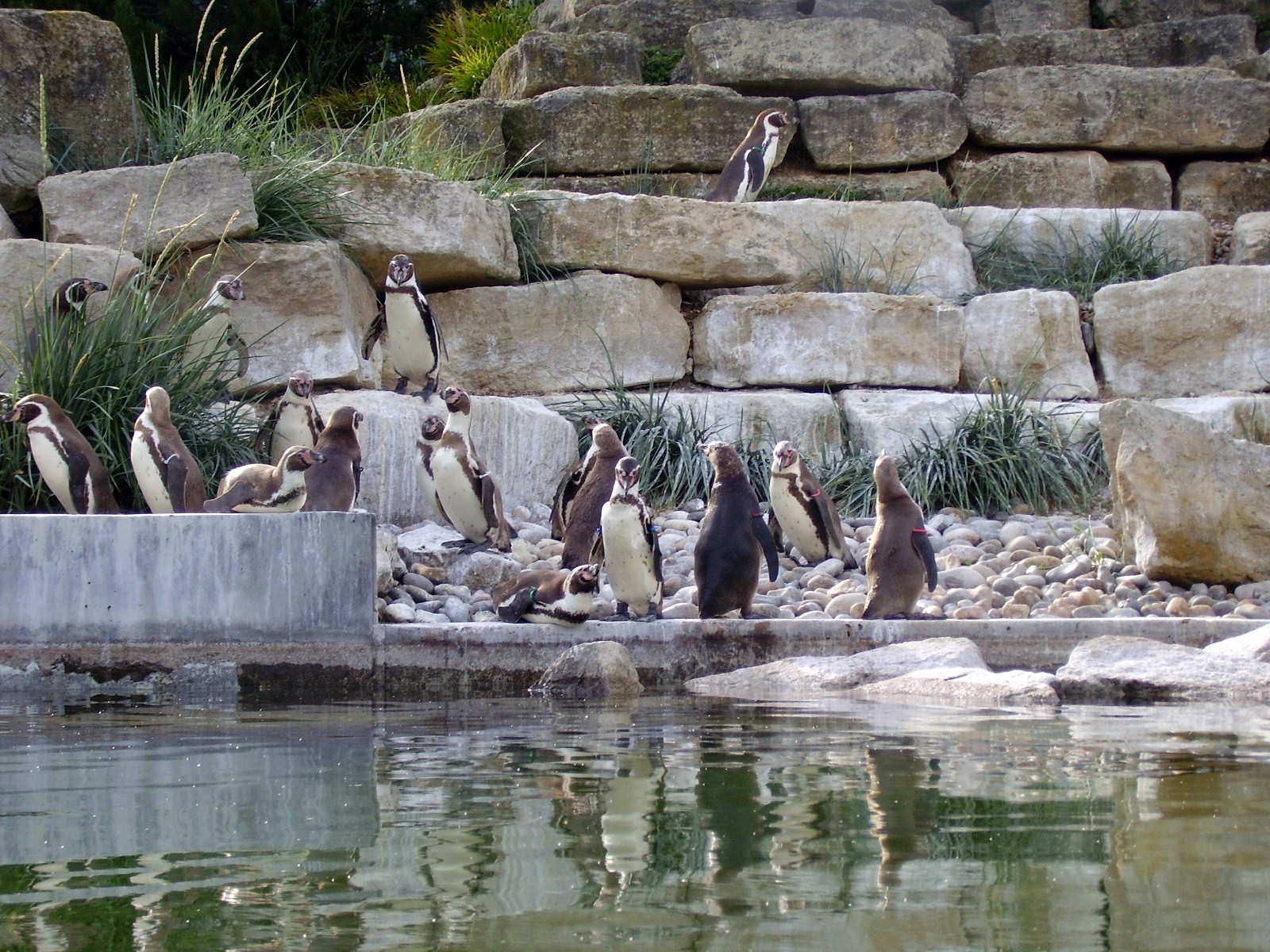 Penguins - 2006