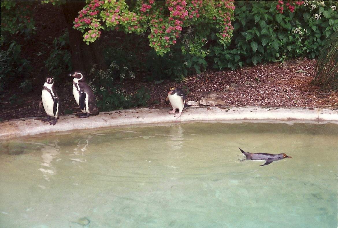 Penguins 4th June 1994